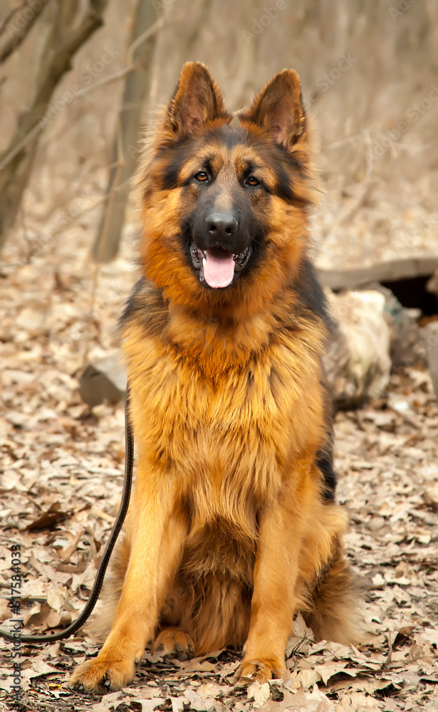 Long-haired German Shepherd dog in autumn forest