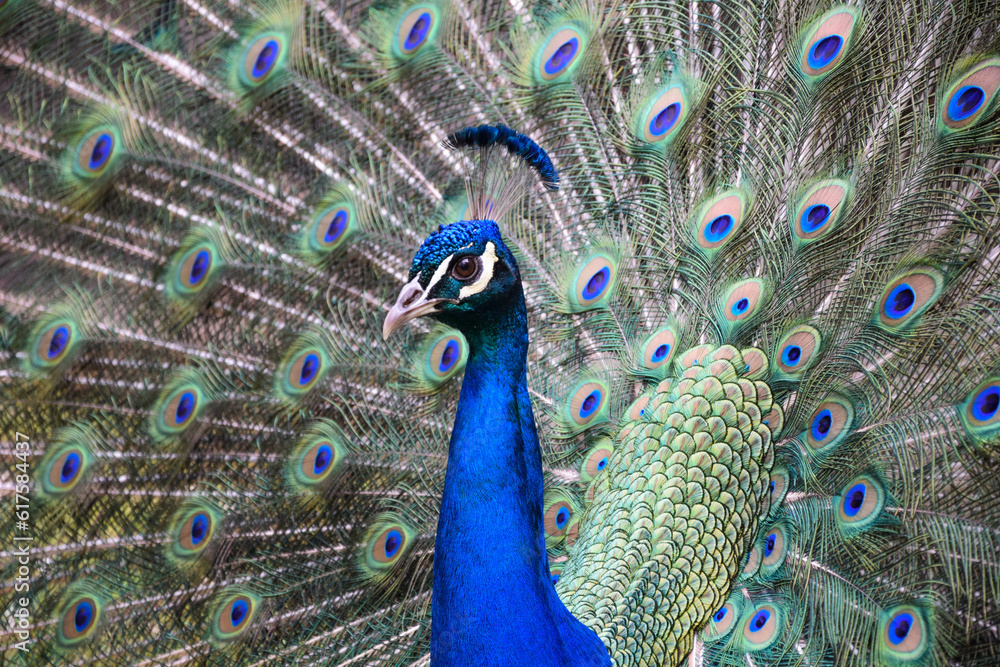 Fototapeta premium Peacock head