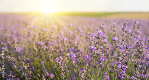Beautiful lavender flowers in field on sunny day