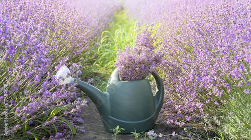 Watering can with lavender ...