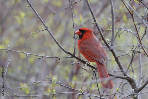 cardinal on a branch © Andreas
