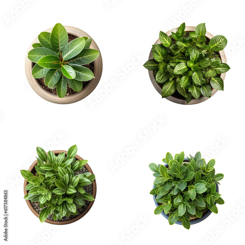 Top view set of various potted house plants on transparent background. template for interior scene