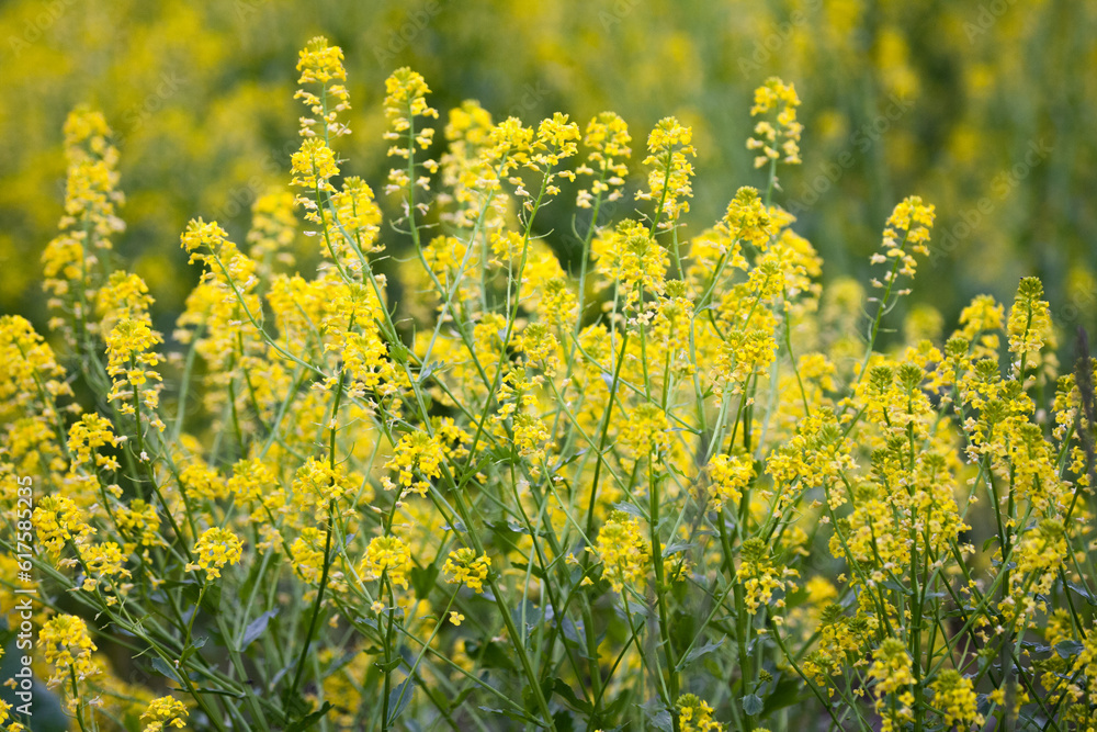 Wild Mustard in a Field on a spring day Wild Mustard in a Field on a spring day