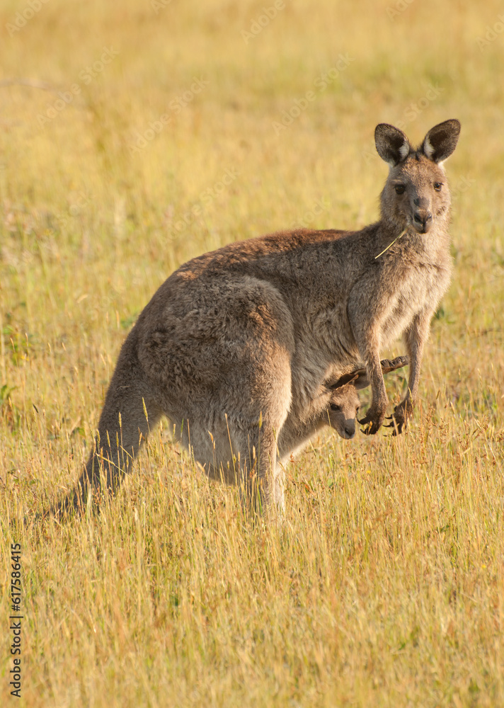 Fototapeta premium Wild Australian female kangaroo (eastern gray kangaroo - Macropus giganteus) with a joey in pouch