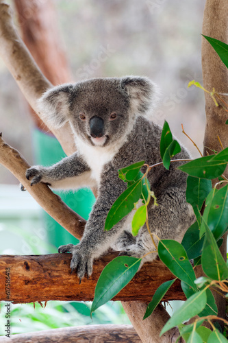 Beautiful koala bear (Phascolarctos cinereus) sitting on the gum tree branch, Victoria, Australia