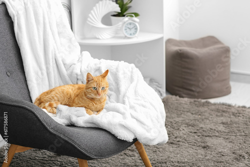 Cute ginger cat lying on armchair at home