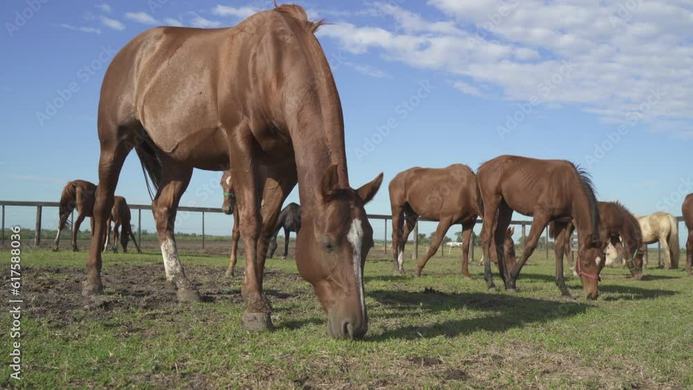 Pasture on A horse ranch Pasture on A horse ranch