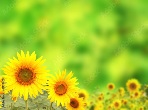 Bright yellow sunflower on green sunny background
