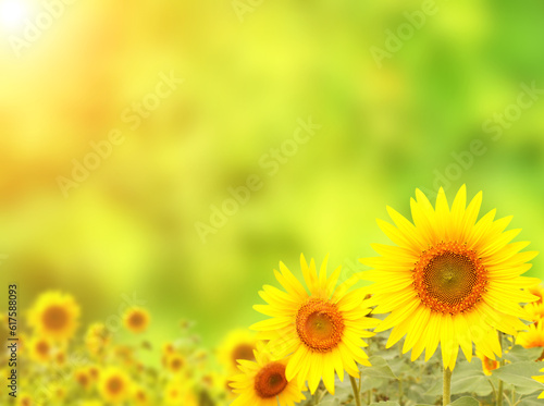 Bright yellow sunflower on green sunny background