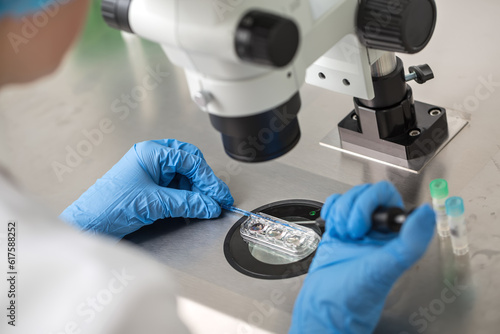 Fotografie Doctor in blue gloves does control check of the in vitro fertilization process using a microscope