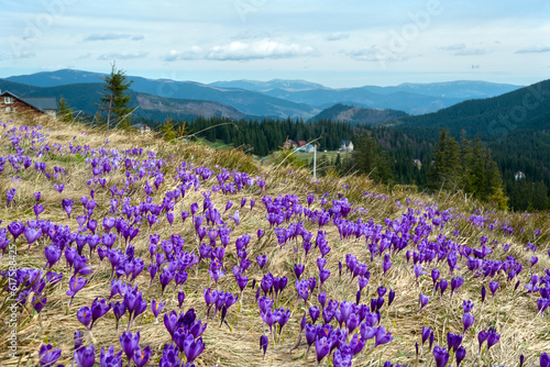 Meadow with blooming violet crocuses in Carpathian Mountains.