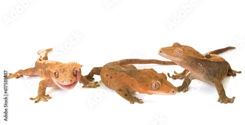 Crested gecko in front of white background