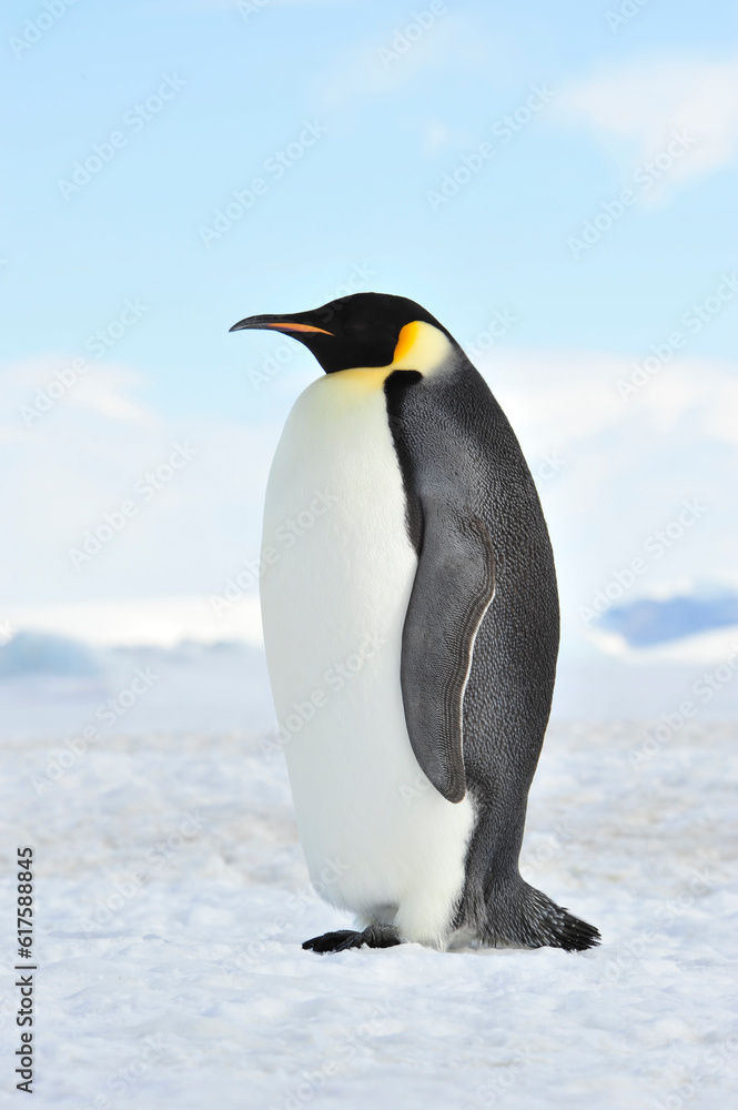 Fototapeta premium Snow Hill October 14 to 26, Antarctica 2010 on icebreaker Kapitan Khlebnikov