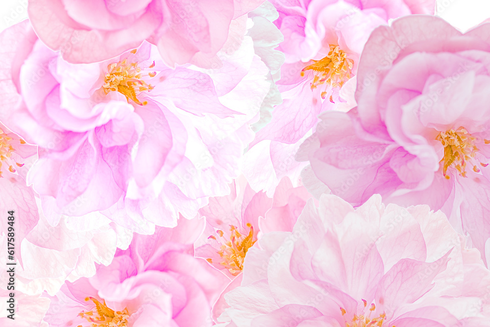 Sakura flower blossoms background. Floral print texture