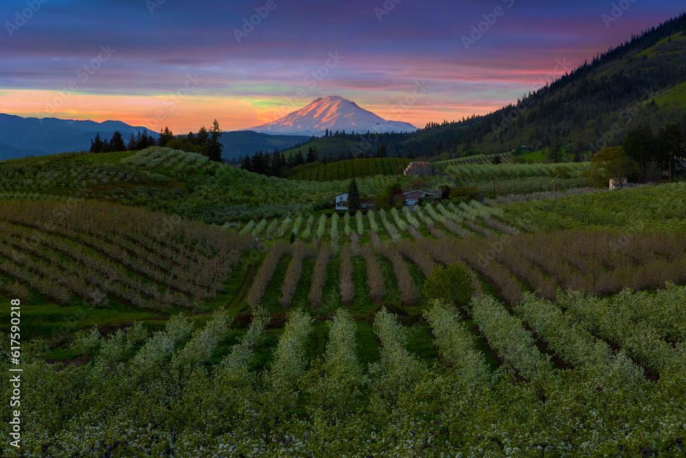 Pear Orchards Rolling Hills and Mount Adams View at Hood River Oregon during sunset Pear Orchards Rolling Hills and Mount Adams View at Hood River Oregon during sunset