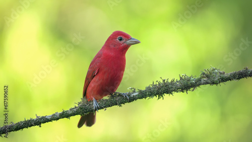 front on shot of a male summer tanager perched on a branch at boca tapada in costa rica © chris