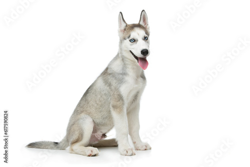 Beautiful siberian husky puppy dog. Isolated on white background. Copy space. photo