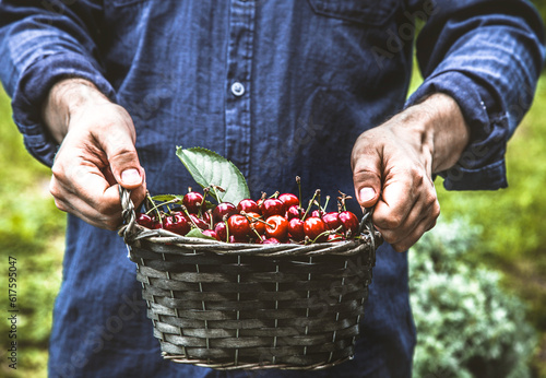 Organic fruit. Farmers hands with freshly harvested fruit. Fresh organic cherries.