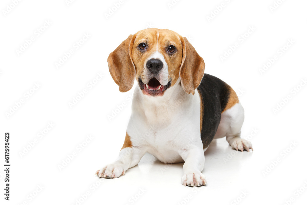 beautiful beagle girl dog isolated on white background. copy space. beautiful beagle girl dog isolated on white background. copy space.