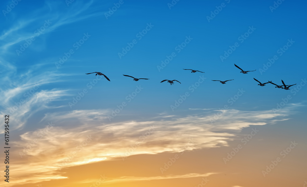 Flight of birds against a backdrop of a captivating sky adorned with shades of blue and yellow