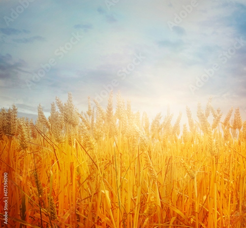 Wheat field. Beautiful Nature Sunset Landscape. Rural Scenery with golden wheat. Agriculture background with Harvest