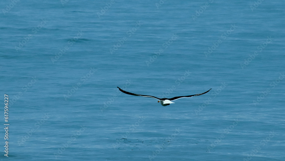 seagulls flying on the north coast of São Paulo Ubatuba Barzil 06-12-2023
seagulls flying on the north coast of São Paulo Ubatuba Barzil 06-12-2023