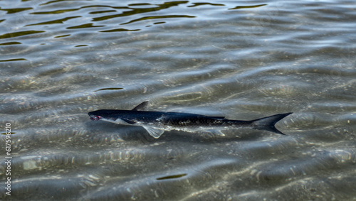 fish on the beach of São Paulo North coast Ubatuba 10-06-2023
