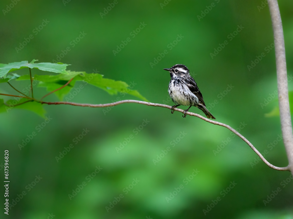 Black-and-white Warbler on tree branch against green background Black-and-white Warbler on tree branch against green background