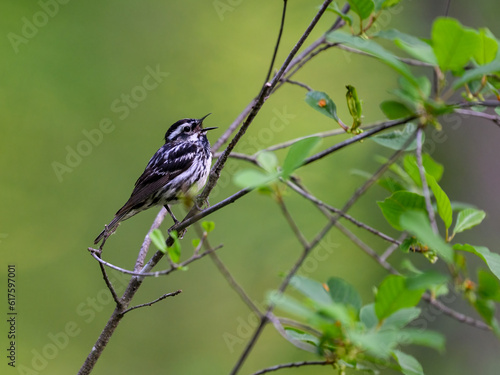 Black-and-white Warbler singing on tree branch against green background