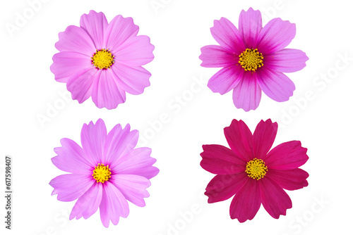 Set of Pink cosmos isolated on white background.
