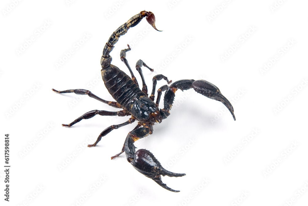 Scorpion ready to fight
