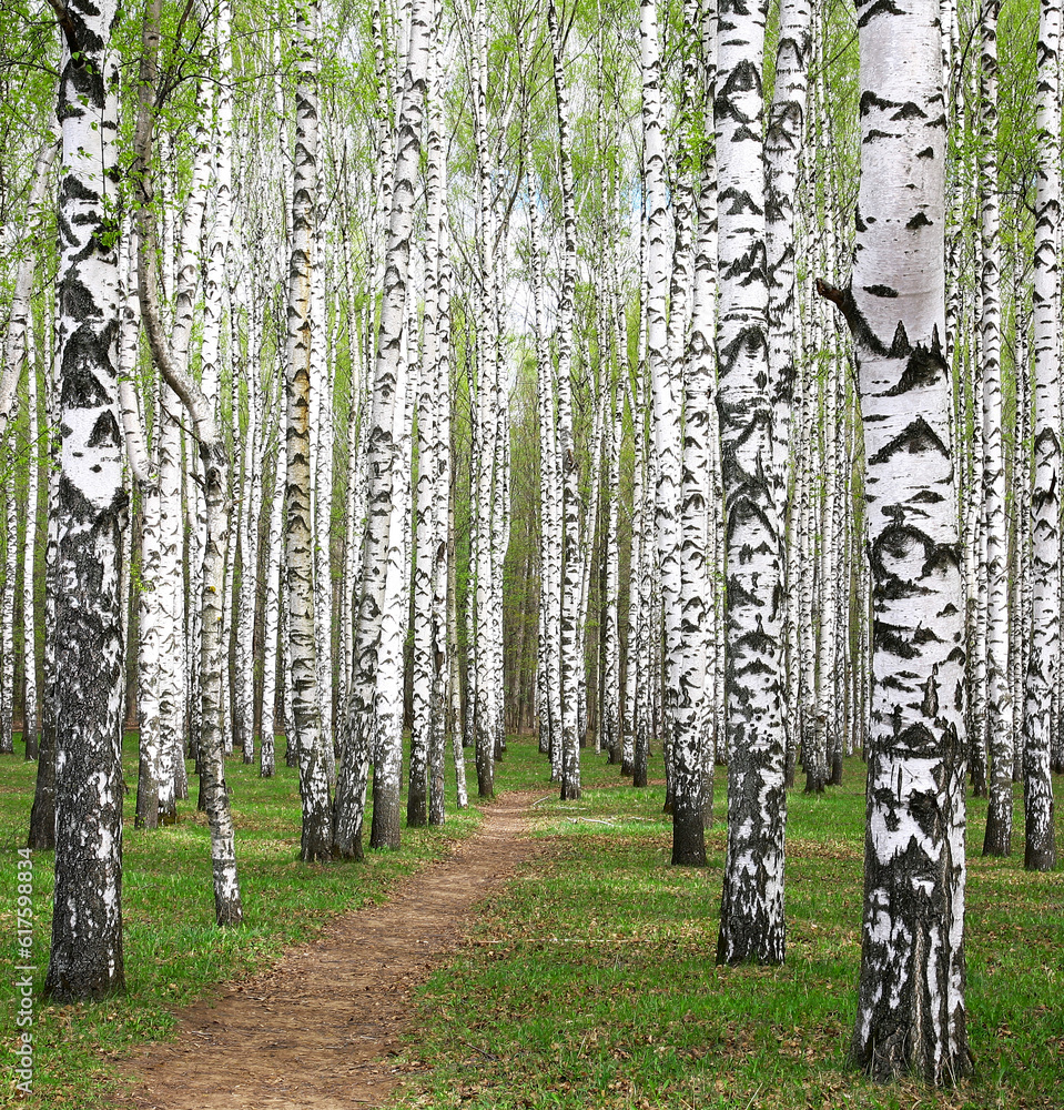 Obraz premium Pathway in spring birch grove