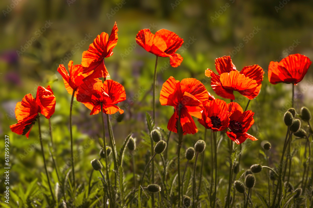 Obraz premium Red poppy flowers blooming in the floral garden Shallow depth of field. Floral background, summer in the garden