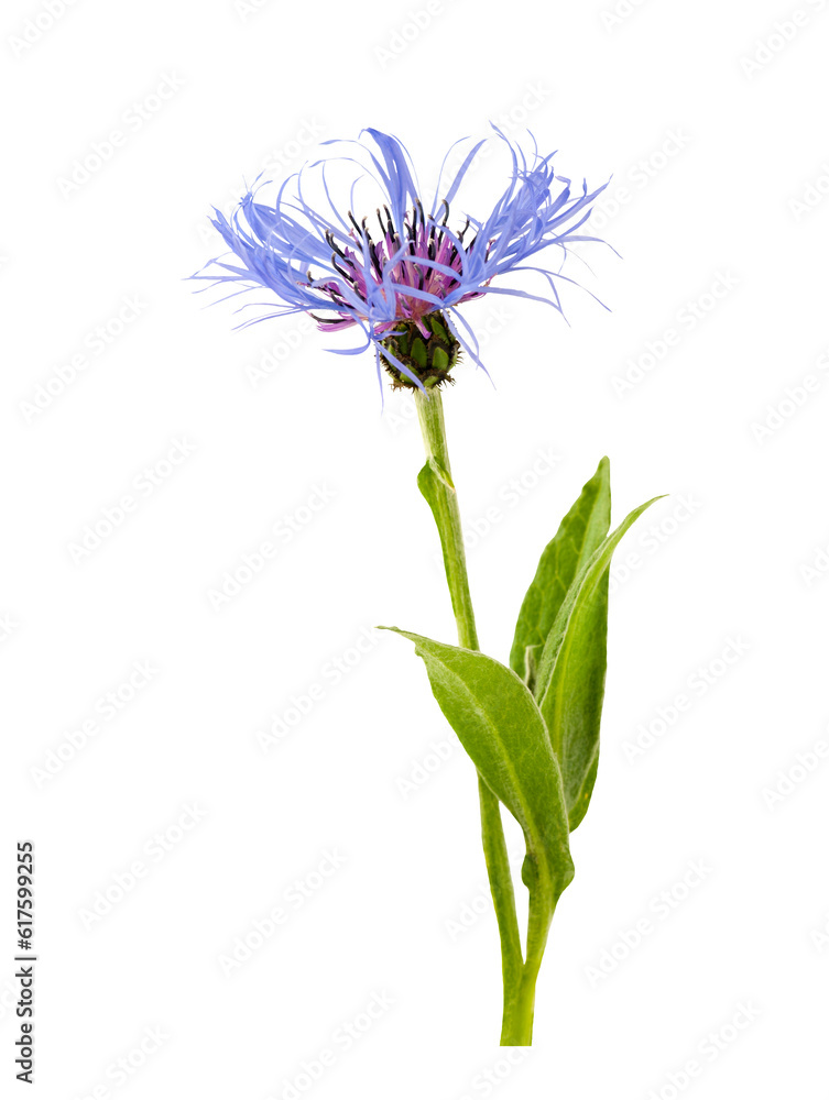 Fototapeta premium Mountain cornflower isolated on a white background.