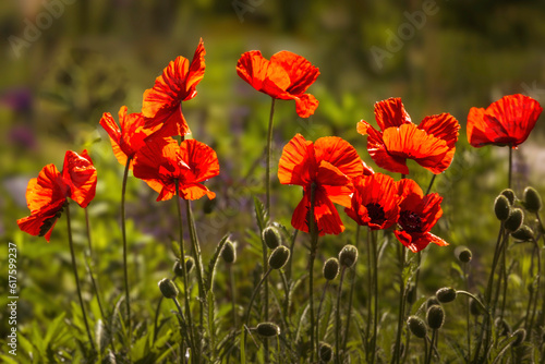 Red poppy flowers blooming in the floral garden   Shallow depth of field. Floral background, summer in the garden