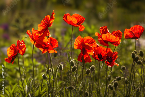 Red poppy flowers blooming in the floral garden Shallow depth of field. Floral background, summer in the garden