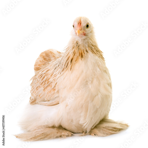 Obraz na plátně Pekin chicken in front of white background