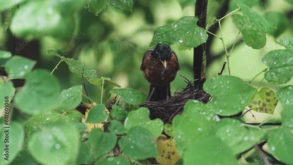 Bird gaping baby chick in the nest and another bird flys in to keep the baby warm Bird gaping baby chick in the nest and another bird flys in to keep the baby warm