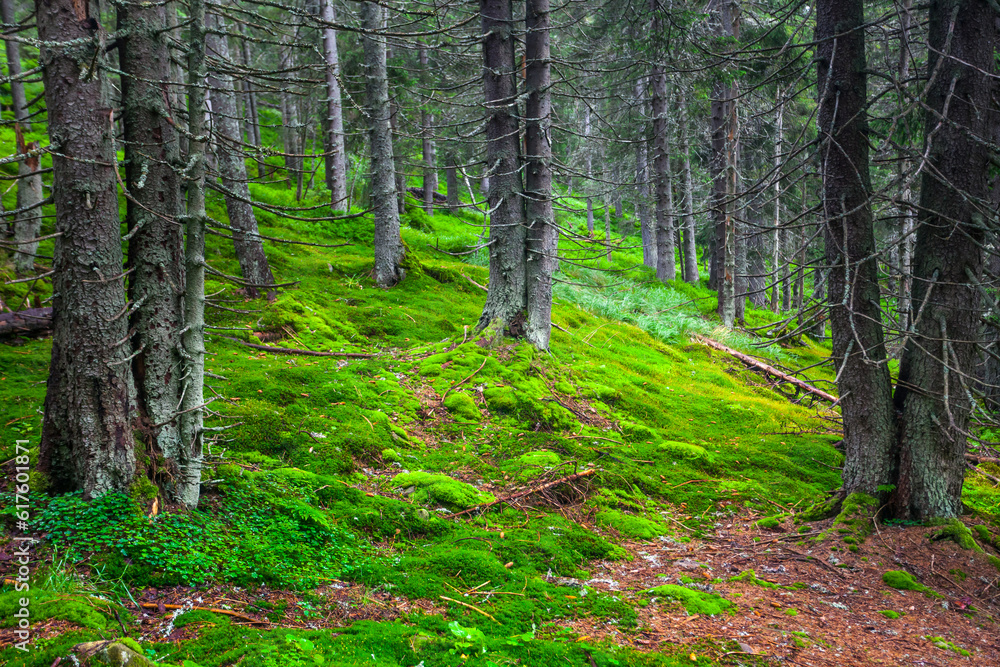 Green pine forest on the slopes of the mountain Green pine forest on the slopes of the mountain