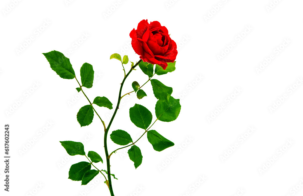 Fototapeta premium Red rose isolated on white background.