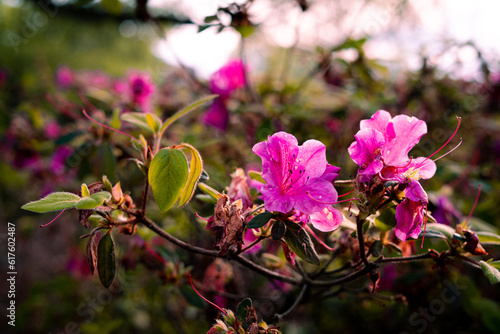 Flower Magnolia flowering against a background of flowers.