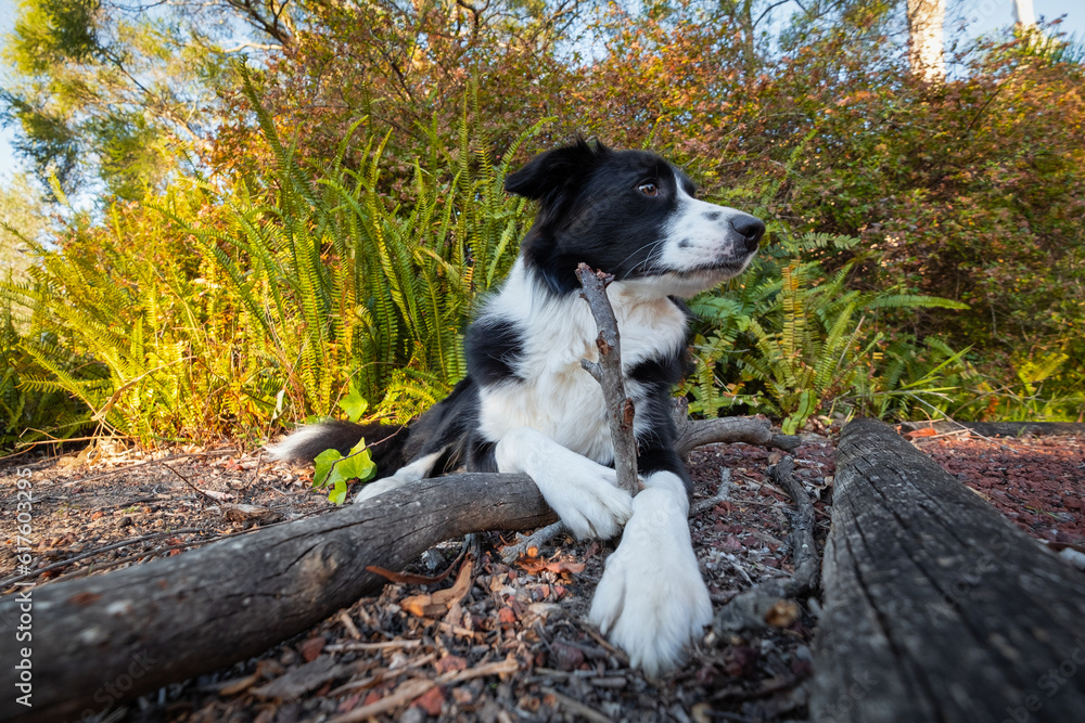 Cute border collie sniffing and chewing stick in the garden Cute border collie sniffing and chewing stick in the garden