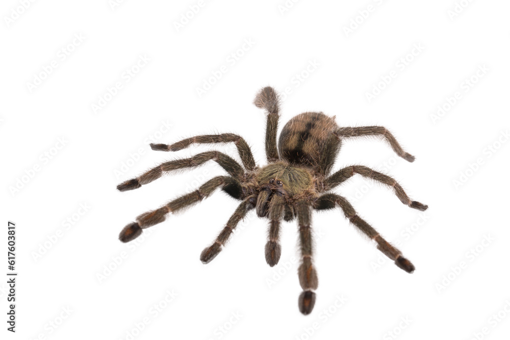 Spider Cyclosternum Davus Fasciatum on white background Spider Cyclosternum Davus Fasciatum on white background