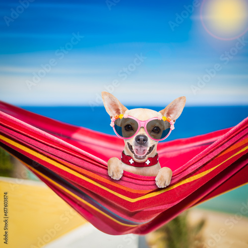 chihuahua dog relaxing on a fancy red  hammock with sunglasses