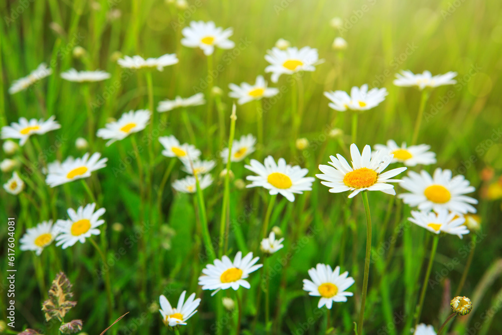 Fototapeta premium Summer landscape with daisy field and green grass.