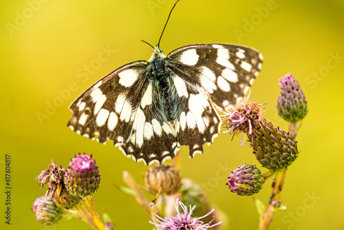 marbled white butterfly photo