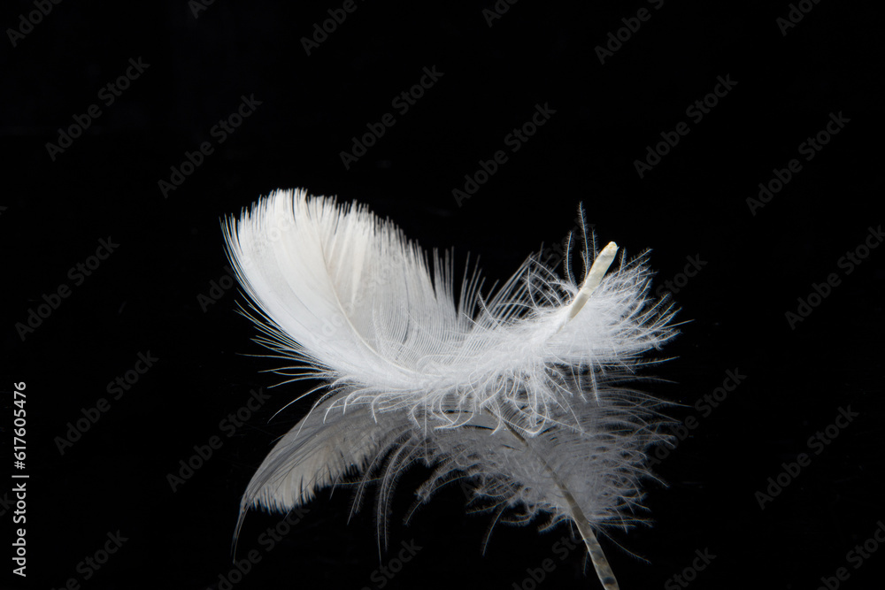 Obraz premium white feather isolated on black background