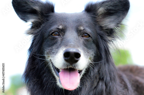 Black shepherd dog with white mussel fur and pink tongue hanging out and big ears