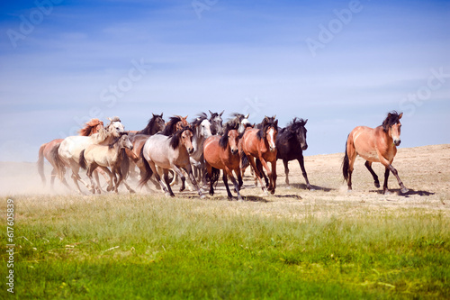 The herd of horses quickly rushes through the steppe.