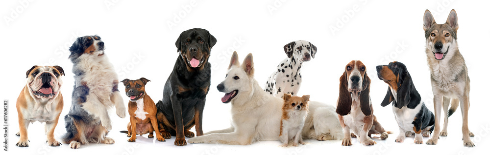 group of dogs in front of white background group of dogs in front of white background